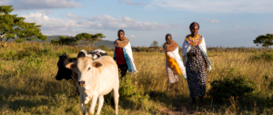 Cows and women in a field